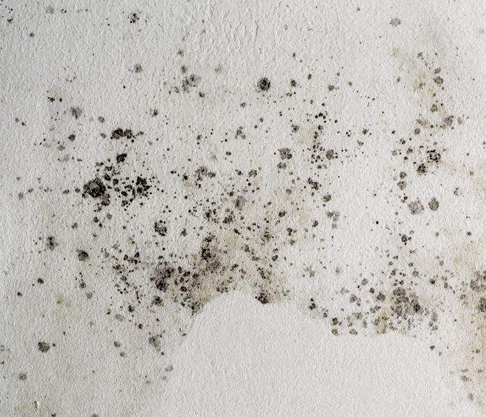 Black mold spots on a wall.